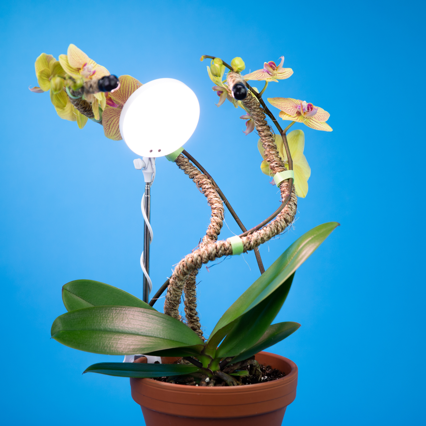 Adjustable LED Plant Light: White