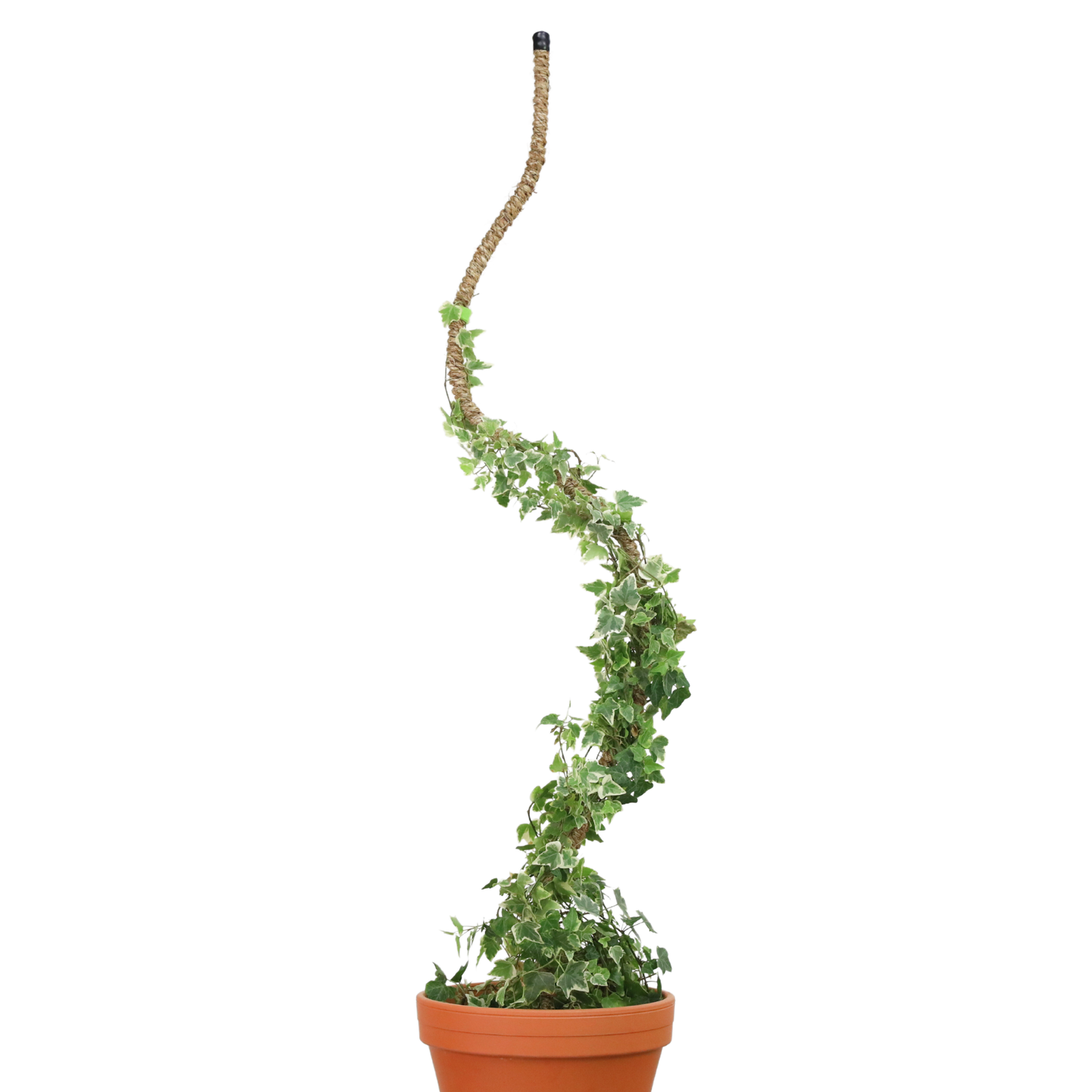 Original Bendable Coir Pole™ - Climbing Plants - Best Seller: 30" (Medium)