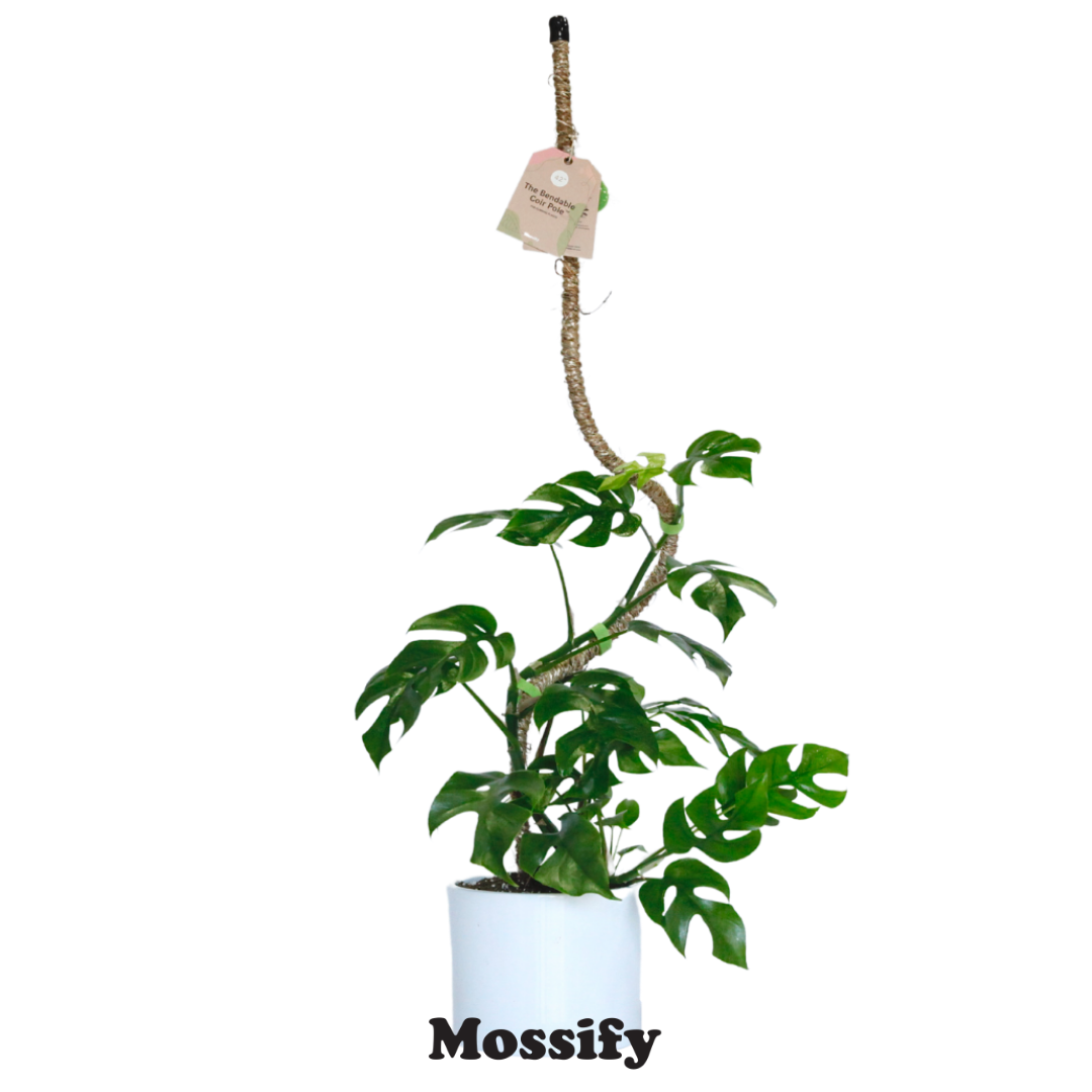 Original Bendable Coir Pole™ - Climbing Plants - Best Seller: 30" (Medium)