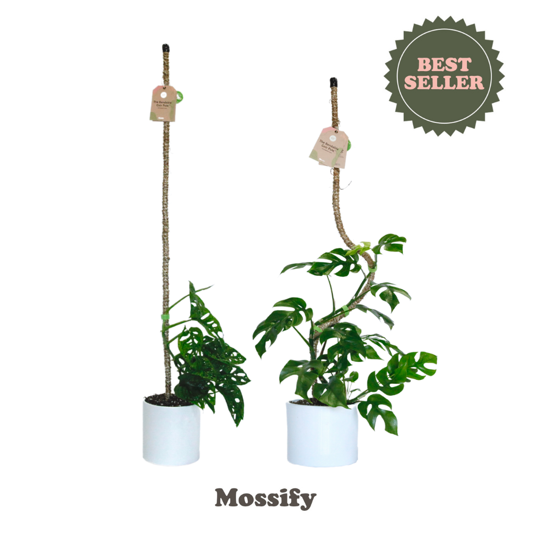 Original Bendable Coir Pole™ - Climbing Plants - Best Seller: 30" (Medium)