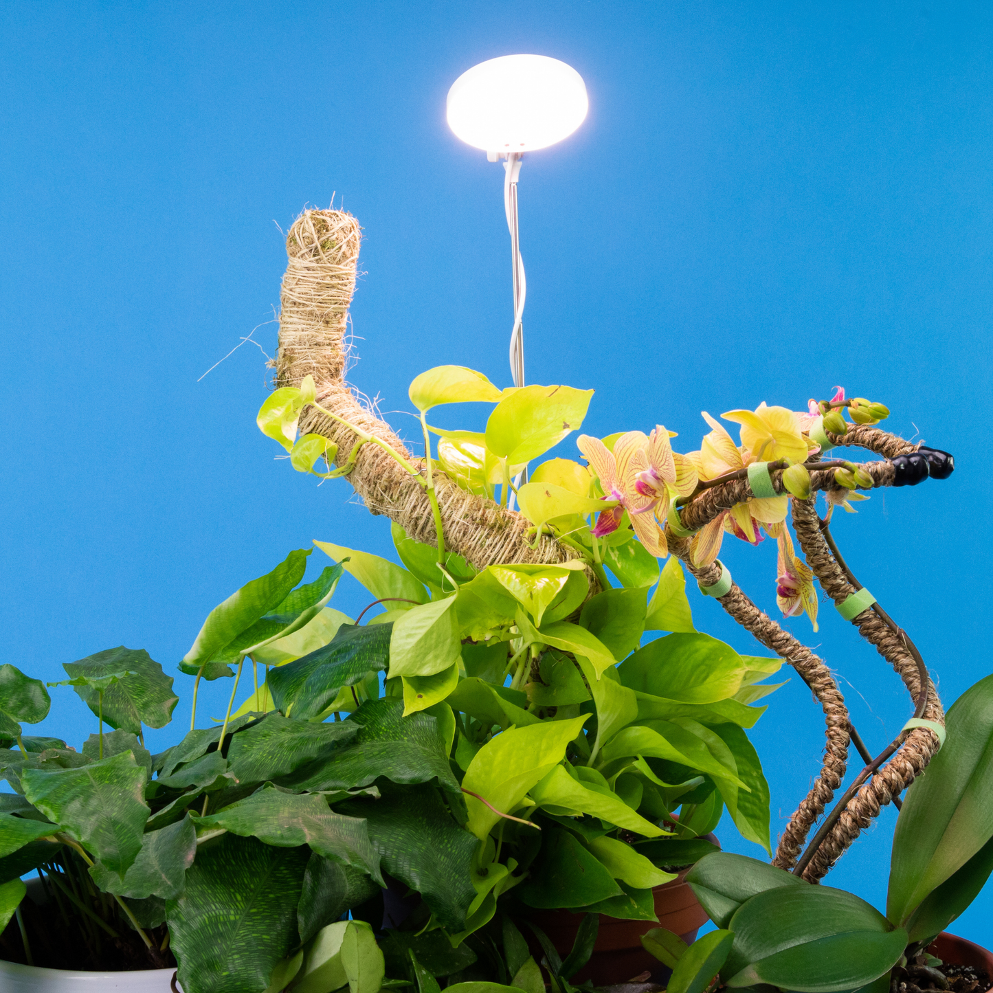Adjustable LED Plant Light: White