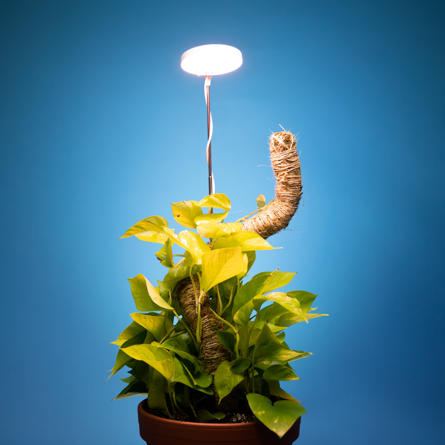 Adjustable LED Plant Light: Black
